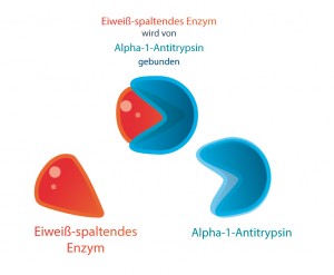 Alpha-1-Antitrypsin