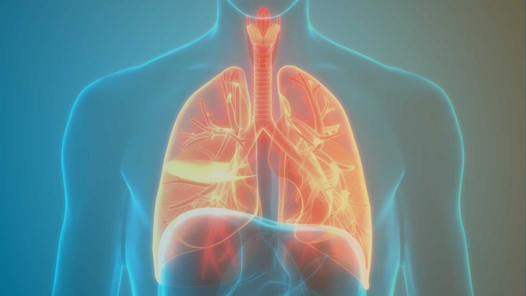 3D Illustration der Anatomie des menschlichen Atemsystems als Verbildlichung für den deutschen Lungentag 2023.
