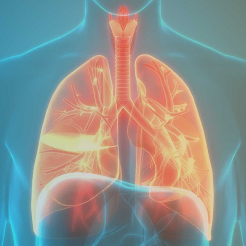 3D Illustration der Anatomie des menschlichen Atemsystems als Verbildlichung für den deutschen Lungentag 2023.