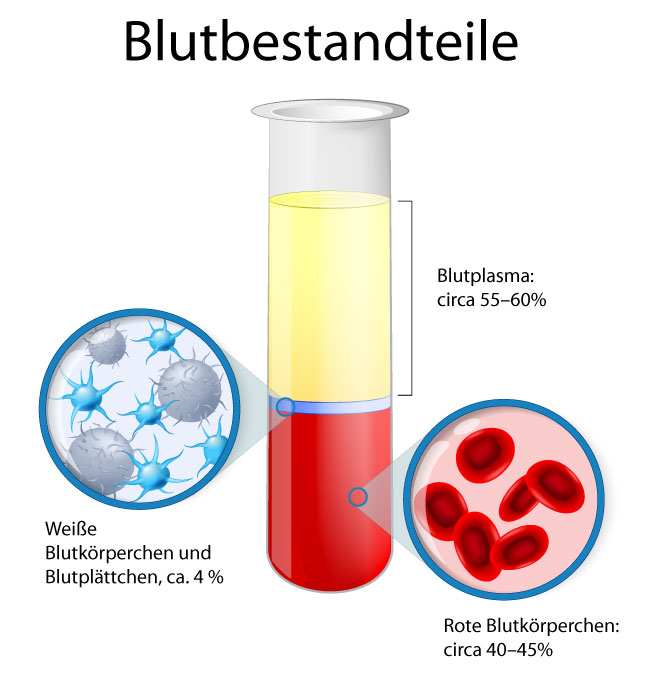 Aufteilung der einzelnen Blutbestandteile inkl. Blutplasma