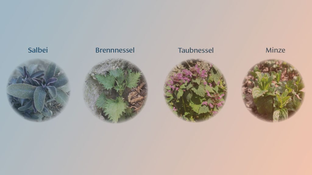 Gesundheitsfördernde Pflanzen für den Garten