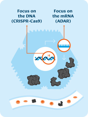 Schematische Grafik einer therapeutischen Strategie: Links wird der Fokus auf DNA (CRISPR-Cas9) dargestellt, rechts der Fokus auf mRNA (ADAR).